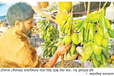 টেকনাফে আগাম আমে লাভবান কৃষক  