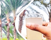 খেজুরের রস কাঁচা খাবেন না  