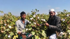 পতিত জমিতে তুলা চাষে ঝুঁকছে নকলার কৃষক