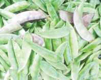 শিমের যত পুষ্টিগুণ  