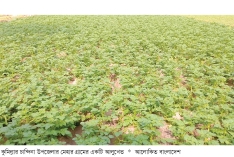 আলুর বাম্পার ফলন নিয়ে আশাবাদী কৃষক  