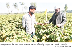 তুলা চাষে ঝুঁকছেন চরাঞ্চলের কৃষক  