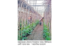 টেকনাফে পানের আবাদ বাড়ছে  