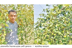 বোয়ালখালীতে কুল চাষে সাফল্য  