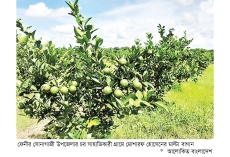 মাল্টা চাষে স্বপ্ন দেখছেন কৃষক  