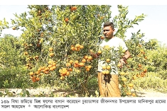 তরুণদের হাত ধরে বদলে যাচ্ছে কৃষি  