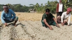 পাথরঘাটায় লোকসানের ঝুঁকি নিয়েই আলু চাষ করছেন চাষিরা