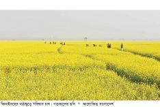 ঝিনাইদহের মাঠজুড়ে হলুদের গালিচা  