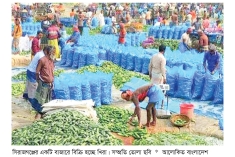 সিরাজগঞ্জে খিরার বাম্পার ফলন  