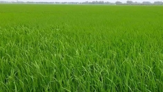 দিনাজপুরে ইরি-বোরো চাষের লক্ষ্যমাত্রা নির্ধারণ