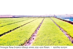 দিনাজপুরে ১ লাখ ৭৪ হাজার হেক্টর জমিতে বোরো চাষের লক্ষ্যমাত্রা  