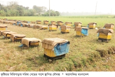 সরিষা খেতে মৌচাষ করে সাফল্য  