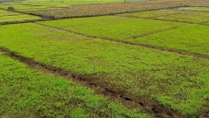 সিরাজগঞ্জে শীত ও ঘন কুয়াশায় ধানের বীজতলা ক্ষতির আশঙ্কা