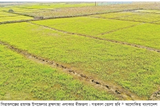 শীত ও ঘন কুয়াশায় ক্ষতির মুখে বোরো বীজতলা  