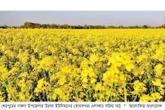 নকলায় সরিষার ব্যাপক চাষ  