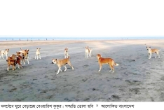 সেন্টমার্টিনে বেওয়ারিশ কুকুর আতঙ্ক  