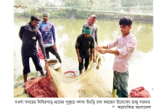 পুকুরে চাষ হচ্ছে গলদা চিংড়ি  