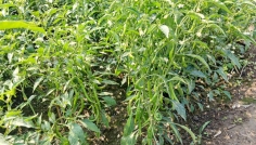 দিনাজপুরে মরিচের বাম্পার ফলন, চাষীরা স্বাবলম্বী