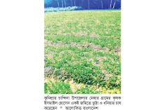 একই জমিতে দুই ফসল চাষ, বাড়ছে সচ্ছলতা  