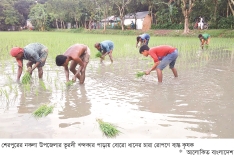 নকলায় ১২ হাজার হেক্টর জমিতে বোরো আবাদের লক্ষ্যমাত্রা  