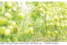 কুষ্টিয়ায় টমেটো চাষে ঝুঁকছেন কৃষক  