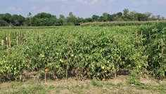 দিনাজপুরে টমেটো চাষে কৃষকের সাফল্য