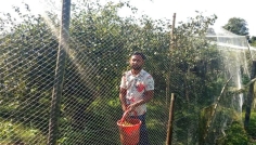 সিরাজগঞ্জে বরই চাষে বাম্পার ফলন