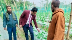 মুন্সীগঞ্জে মাঠ পরিদর্শন করলেন কৃষি কর্মকর্তা, দিলেন পরামর্শ