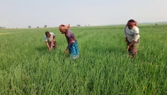 রাজবাড়ীতে মুড়িকাটা পেঁয়াজের ভালো ফলনের আশা, দাম নিয়ে শঙ্কা