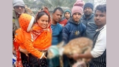 সুন্দরবন থেকে লোকালয়ে আসা হরিণ উদ্ধার, বনে অবমুক্ত