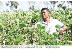 কুষ্টিয়ার মিরপুরে শিম চাষে সফল কৃষকরা  