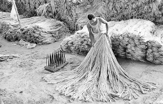 ঐতিহ্য থেকে জিআই স্বীকৃতি : ফরিদপুরের পাট টেকসই অর্থনীতির নতুন দিগন্ত  