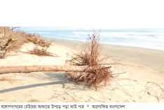 ক্ষয়ে যাচ্ছে শাহপরীর দ্বীপ অস্তিত্ব সংকটে ঝাউবাগান  