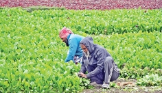 ব্যস্ত সময় পার করছেন কৃষকরা  