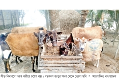 মাঝারি শৈত্যপ্রবাহে কাঁপছে উত্তরাঞ্চল  