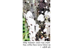 গাছে পেরেক লাগালে ২০ হাজার টাকা জরিমানা  