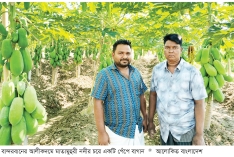 আলীকদমে পেঁপে চাষে বিপ্লব  