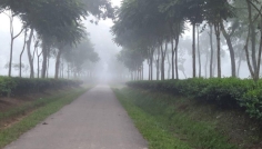 শ্রীমঙ্গলে দেশের সর্বনিম্ন তাপমাত্রা ৭ ডিগ্রি