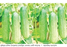 আধুনিক পদ্ধতিতে শসা চাষে সাফল্য  