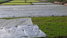 হাড়কাঁপানো শীতে বোরো চারা নিয়ে দুশ্চিন্তায় দিনাজপুরের কৃষক