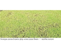 তীব্র শীতে বোরো চারা নিয়ে দুশ্চিন্তা  