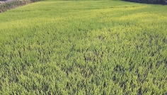 তাড়াইলে ঘন কুয়াশায় বোরোর বীজতলা ক্ষতিগ্রস্ত হওয়ার আশঙ্কা