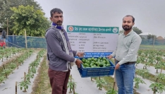 পুষ্টি ও লাভে নবীনগরে সম্ভাবনাময় সবজি ক্যাপসিকাম