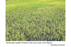 ঘন কুয়াশায় বোরো বীজতলা ক্ষতিগ্রস্তের আশঙ্কা  