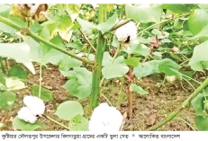 তামাক ছেড়ে তুলা চাষে সাফল্য  