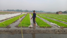 উত্তরে কুয়াশার দাপটে বীজতলা নষ্ট হওয়ার আশঙ্কা