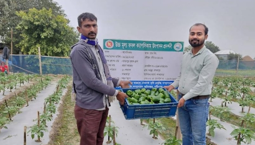 পুষ্টি ও লাভে নবীনগরে সম্ভাবনাময় সবজি ক্যাপসিকাম