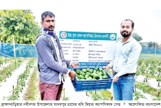 বিদেশি সবজি ক্যাপসিকাম চাষে স্বপ্ন বুনছেন কৃষক  