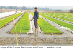 উত্তরাঞ্চলে ঘন কুয়াশায় বীজতলা নষ্ট হওয়ার আশঙ্কা  