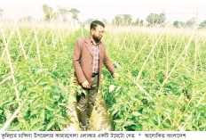 টমেটোর ফলনে খুশি কৃষক  